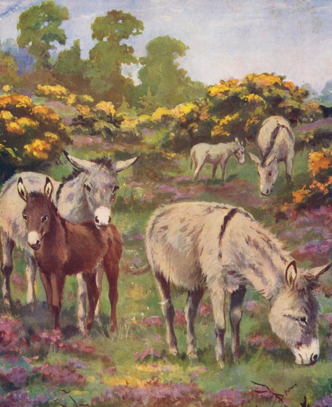 Cinco burros num campo (litografia a cores) de George Derville (after) Rowlandson