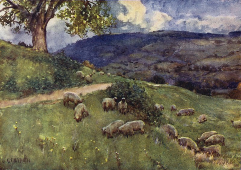 Um pasto de ovelhas Cotswold de George Franck Nicholls
