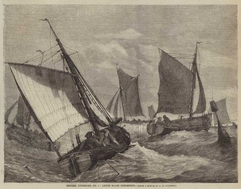 Pescas Britânicas, No 6, Leigh Boats shrimping de George Henry Andrews