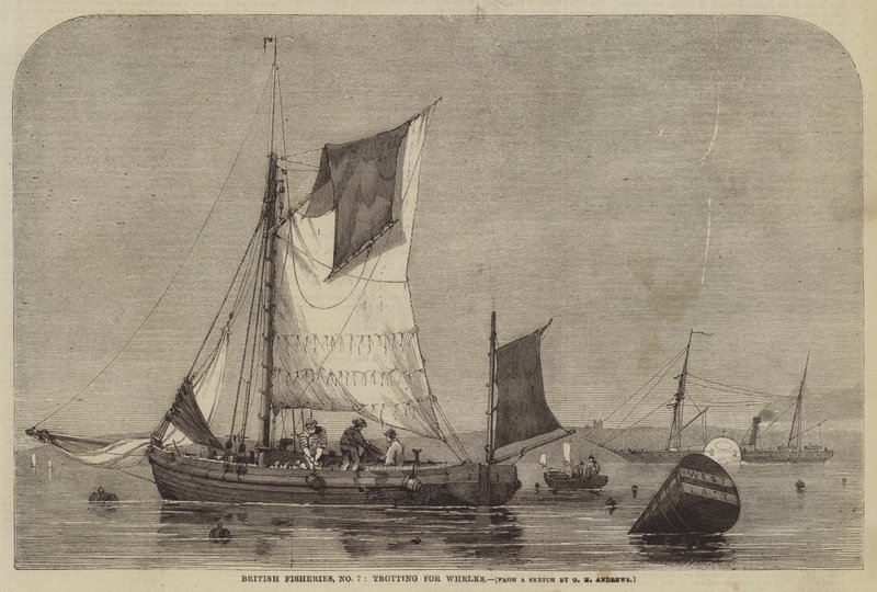 British Fisheries, n º 7, trote para búzios de George Henry Andrews