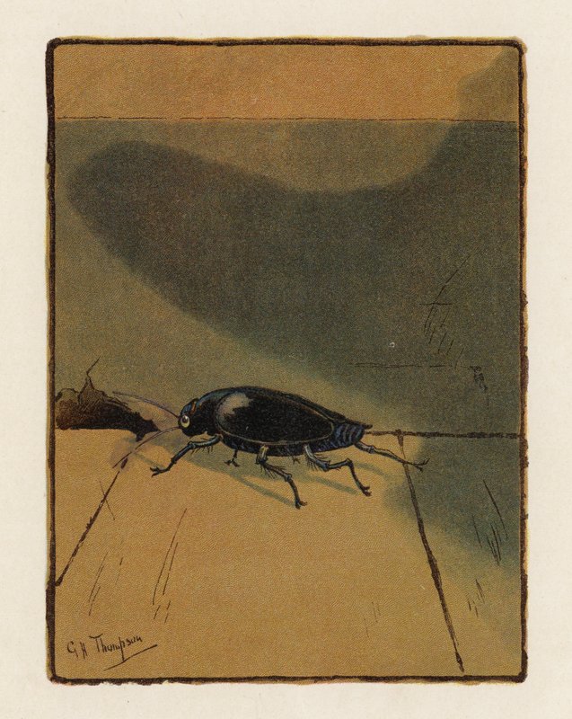 O escaravelho (litografia a cores) de George Henry Thompson