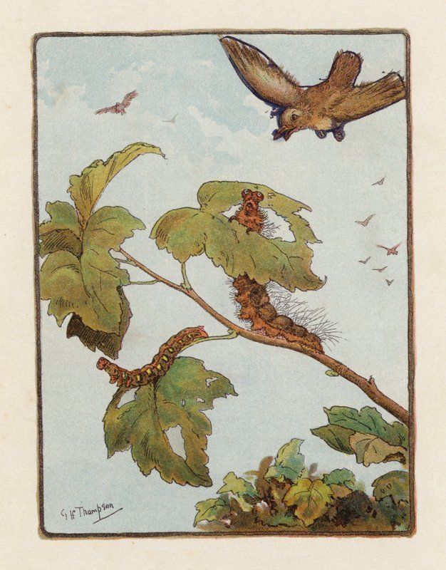 A Lagarta (litografia a cores) de George Henry Thompson