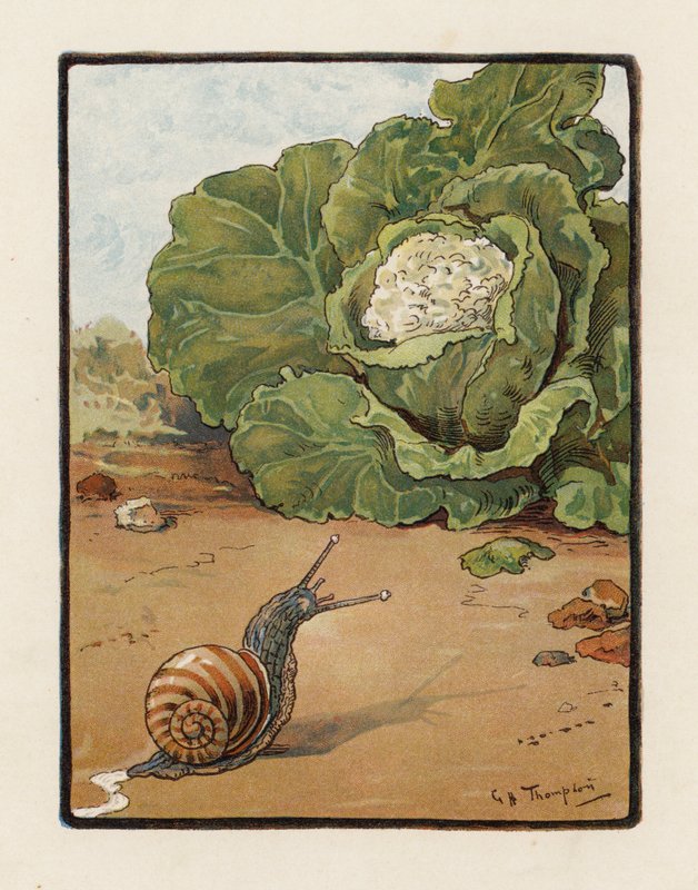 O Caracol (litografia a cores) de George Henry Thompson