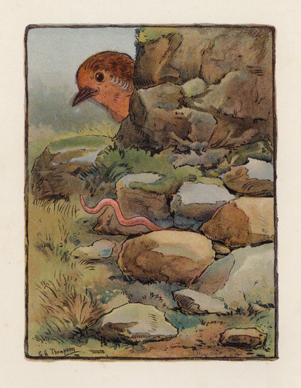 O Verme (litografia a cores) de George Henry Thompson