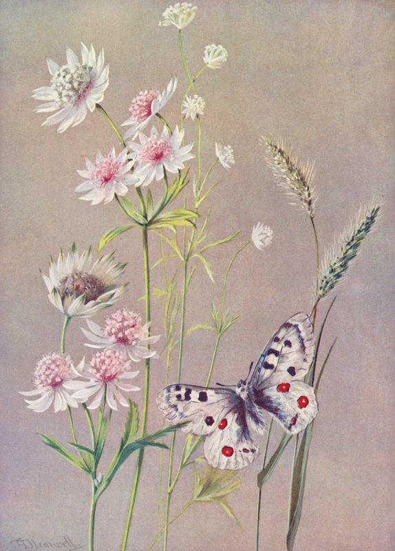 Astrantia maior, Lá menor e a borboleta Apolo (litografia a cores) de George Jackson Flemwell