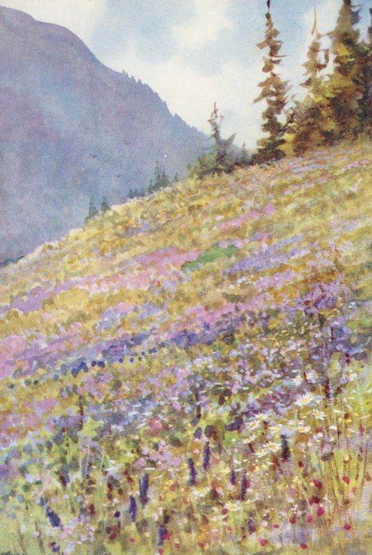 Campo de Campanula rhomboidalis no Col de la Forclaz por volta do início de julho (litografia a cores) de George Jackson Flemwell