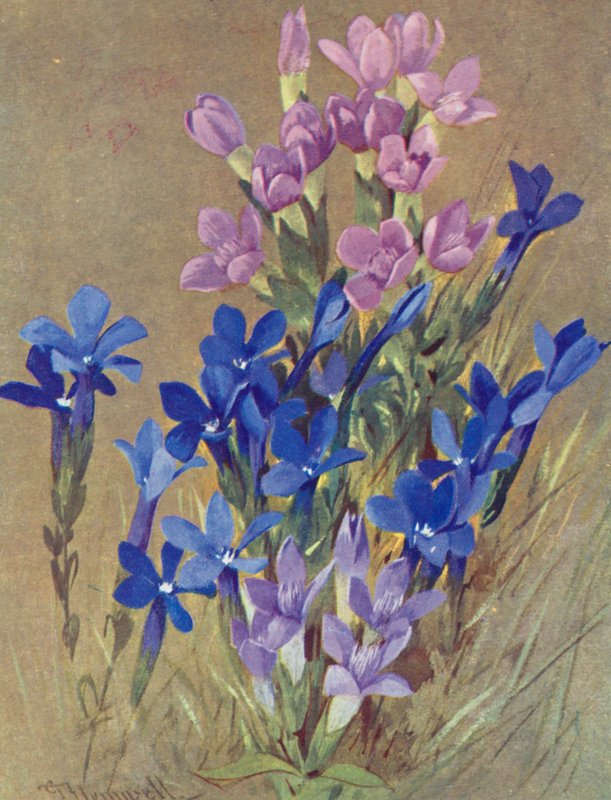 Gentiana campestris e Gentiana bavarica (litografia a cores) de George Jackson Flemwell