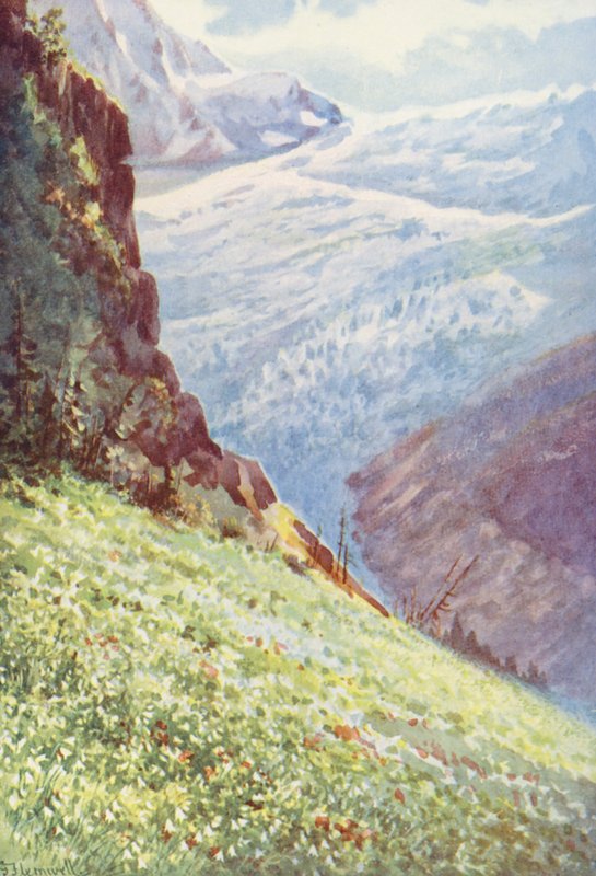 O lírio-do-paraíso (Paradisia Liliastrum) perto do Glaciar de Trient por volta de meados de junho (litografia a cores) de George Jackson Flemwell