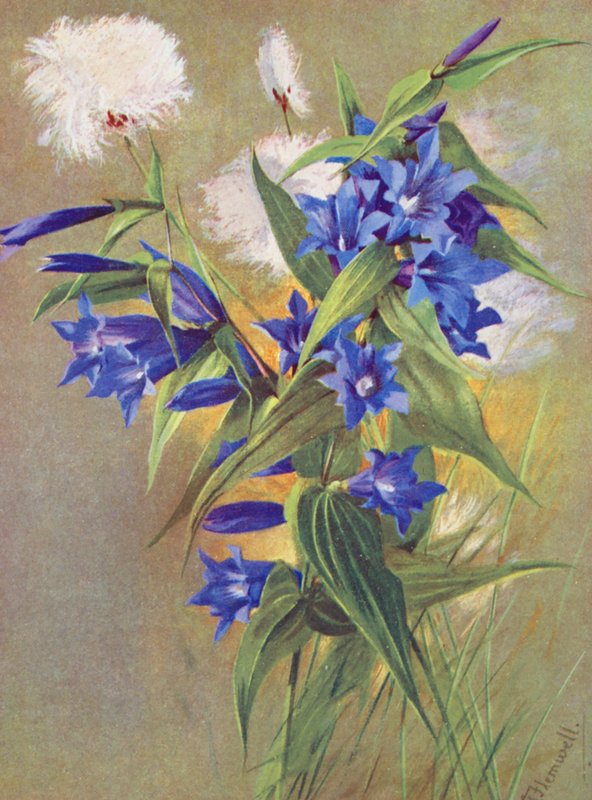 Genciana de salgueiro (G asclepiadea) e erva-de-algodão (Eriophorum Scheuchzeri) (litografia a cores) de George Jackson Flemwell