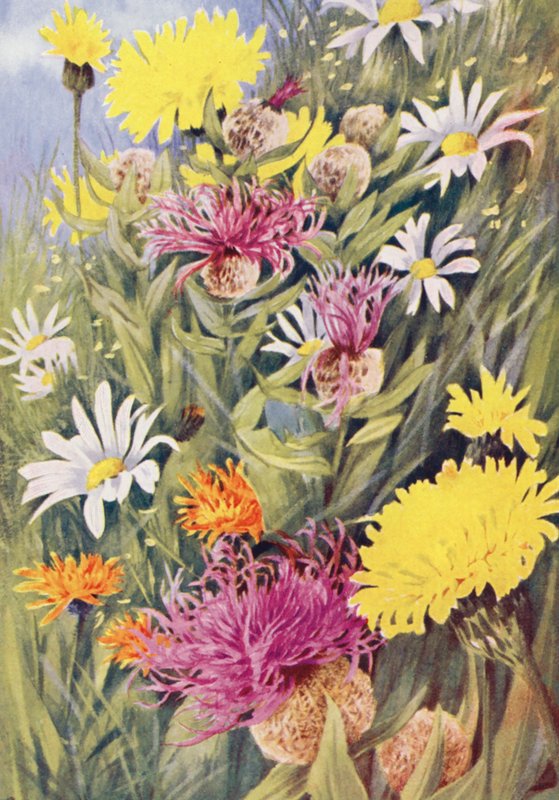 A Hypochaeris uniflora (Centaurea uniflora), a erva-de-são-joão (Crepis aurea), desenhada a partir da vida nos campos de julho (litografia a cores) de George Jackson Flemwell