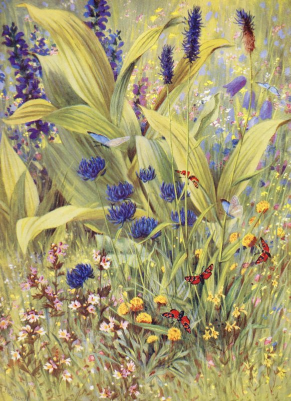 Plantas jovens de Veratrum album, juntamente com Salvia pratensis, Phyteuma betonicaefolium, P orbiculare, Euphrasia branca e amarela e Trevo amarelo, desenhadas no local no início de julho (litografia a cores) de George Jackson Flemwell