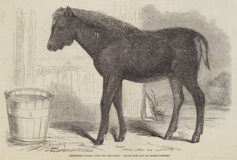 Híbrido Notável, da New Forest de George Landseer