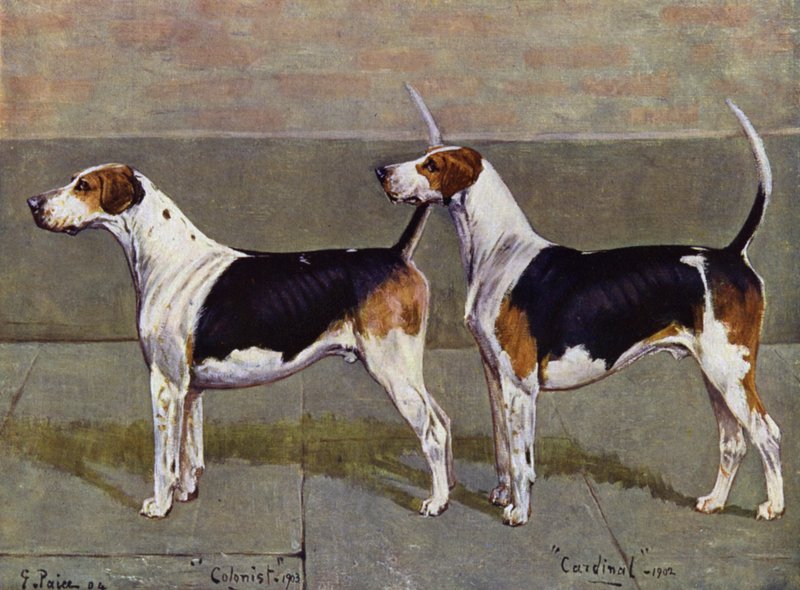 O colono e cardeal dos Foxhounds de Puckeridge de George Paice