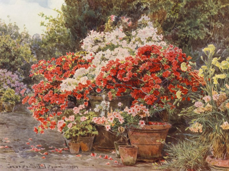Jardins italianos: Azáleas (litografia a cores) de George Samuel Elgood