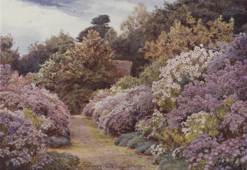 Margaridas De Michaelmas, Madeira De Munstead de George Samuel Elgood