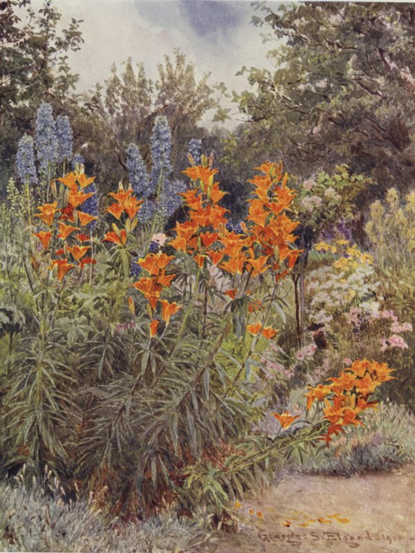 Lírios laranja e Larkspur de George Samuel Elgood