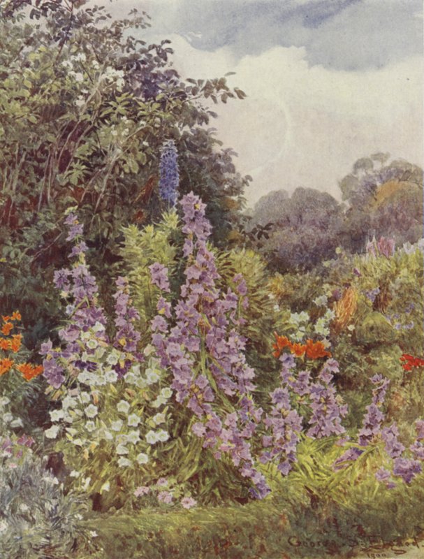 Campanula Roxo de George Samuel Elgood