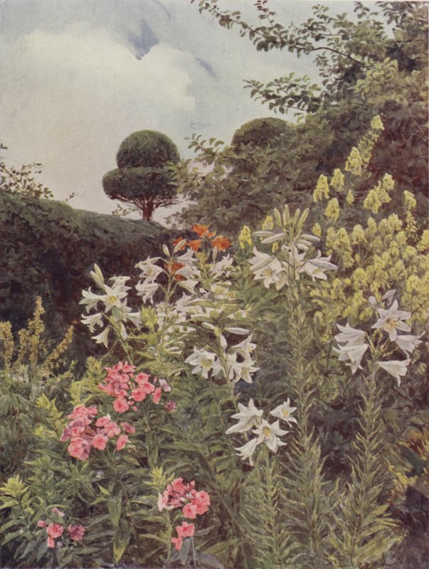 Lírios Brancos e Monkshood Amarelo de George Samuel Elgood