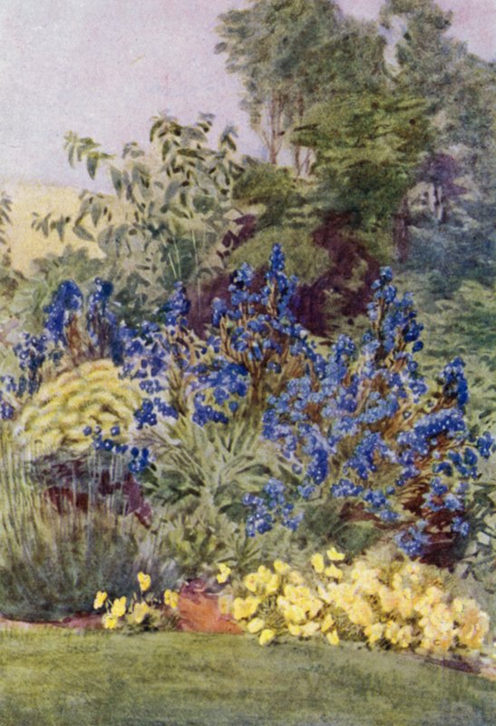 Anchusa Italica Dropmore, a variedade Dropmore Alkanet, com Clematis recta e Violas (cor litho) de George Soper