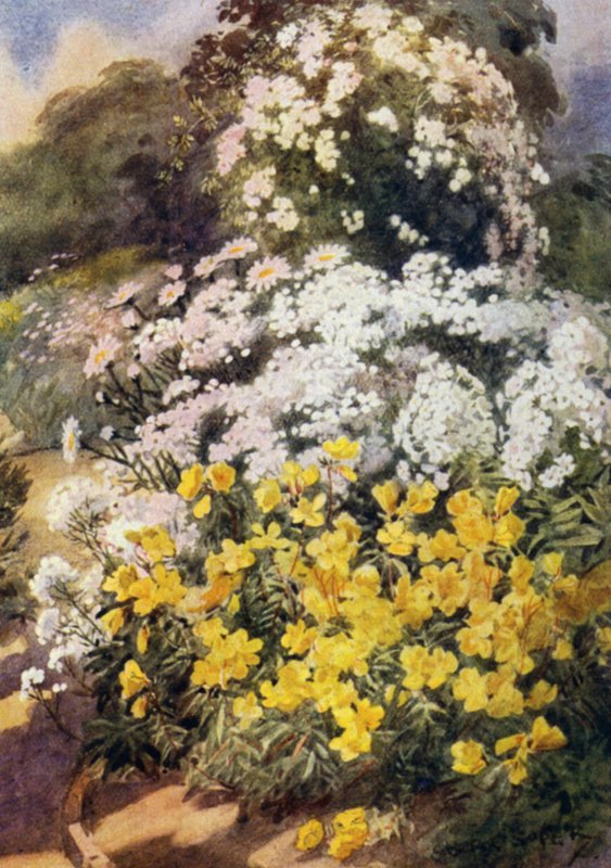 Oenothera Fruticosa Youngii, um dos melhores primatas da noite, com fundo de Phloxes Brancos, Achillea Ptarmica e Shasta Daisies (cor litho) de George Soper