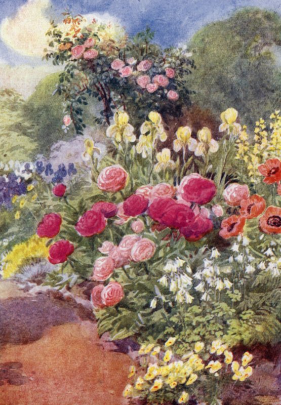 Paeonies, com Columbines, Yellow Irises, e Thermopsis (cor litho) de George Soper