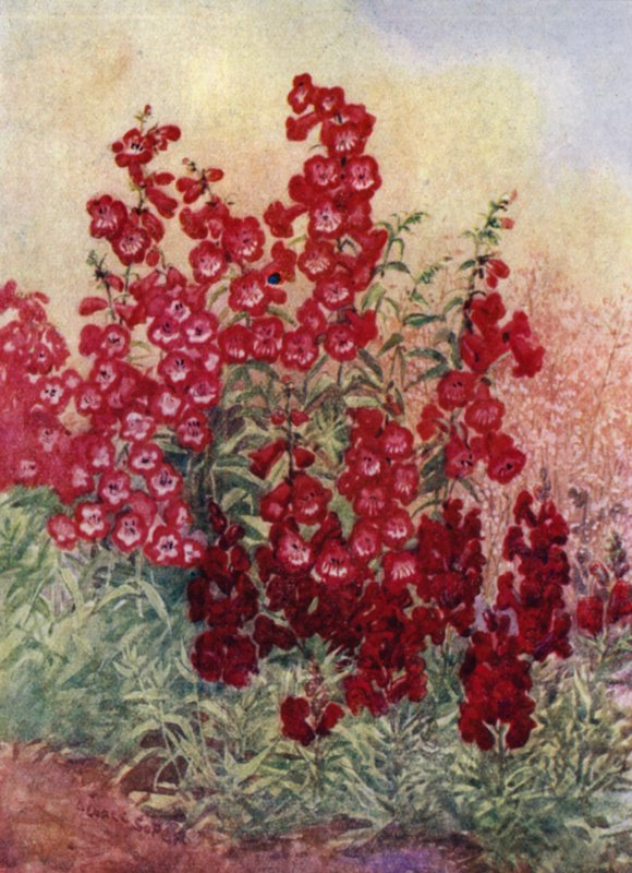 Pentstemons, Antirrhinums e Heuchera Brizoides (cor litho) de George Soper