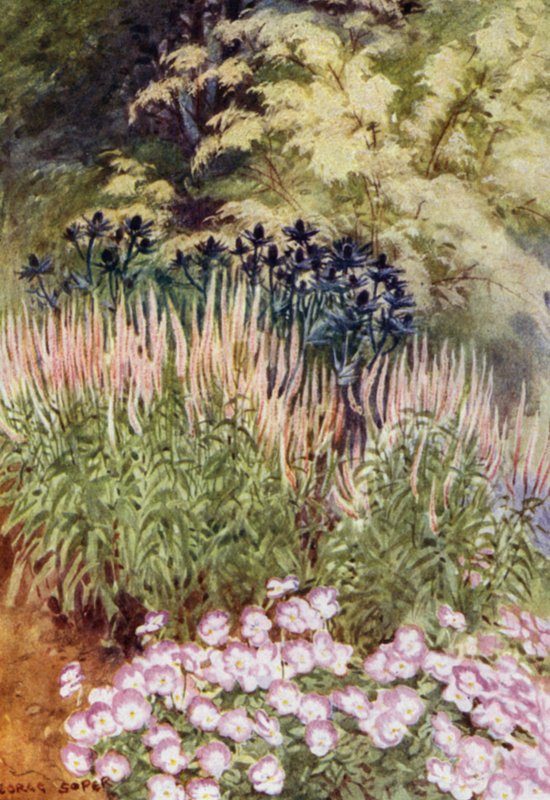Veronica spicata rosea, com Eryngiums e Violas (cor litho) de George Soper