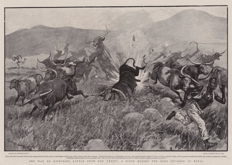 Uma maneira de capturar o gado do inimigo, uma cena durante a invasão boer de Natal de Georges Bertin Scott