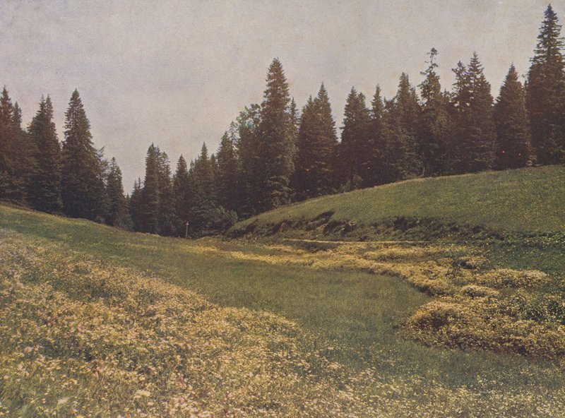 Prado no Feldberg, Floresta Negra, Alemanha (fotografia a cores) de German Photographer