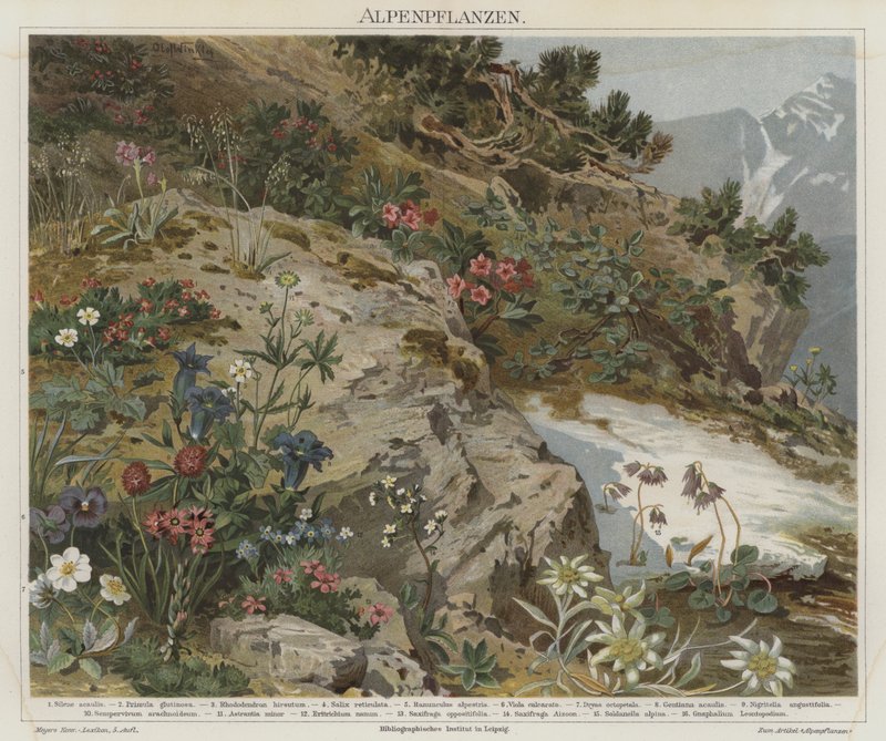 Plantas alpinas de German School