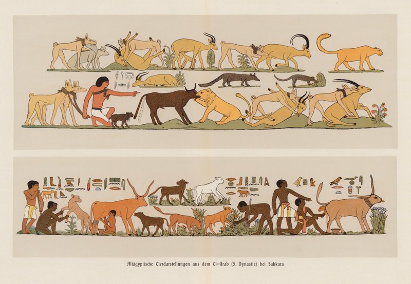 Pinturas egípcias antigas de animais (litografia a cores) de German School