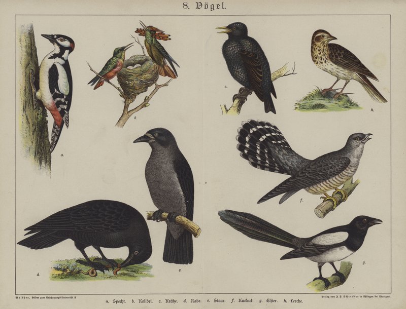 Animais (cor litho) de German School