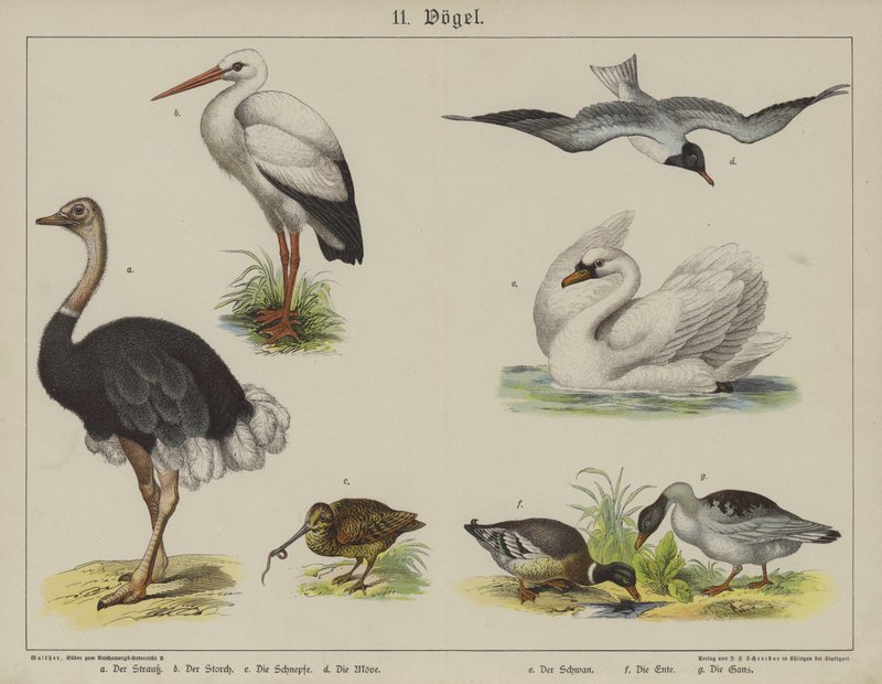 Animais (cor litho) de German School