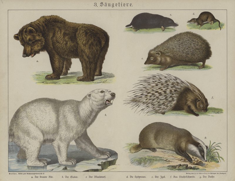Animais (cor litho) de German School