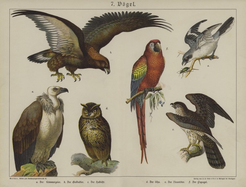 Animais (cor litho) de German School