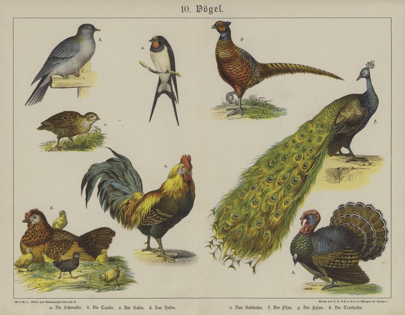 Animais (cor litho) de German School