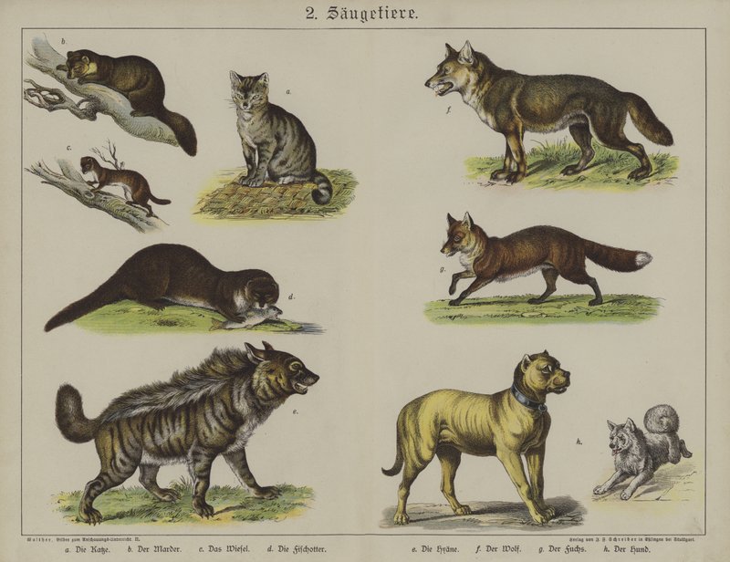 Animais (cor litho) de German School