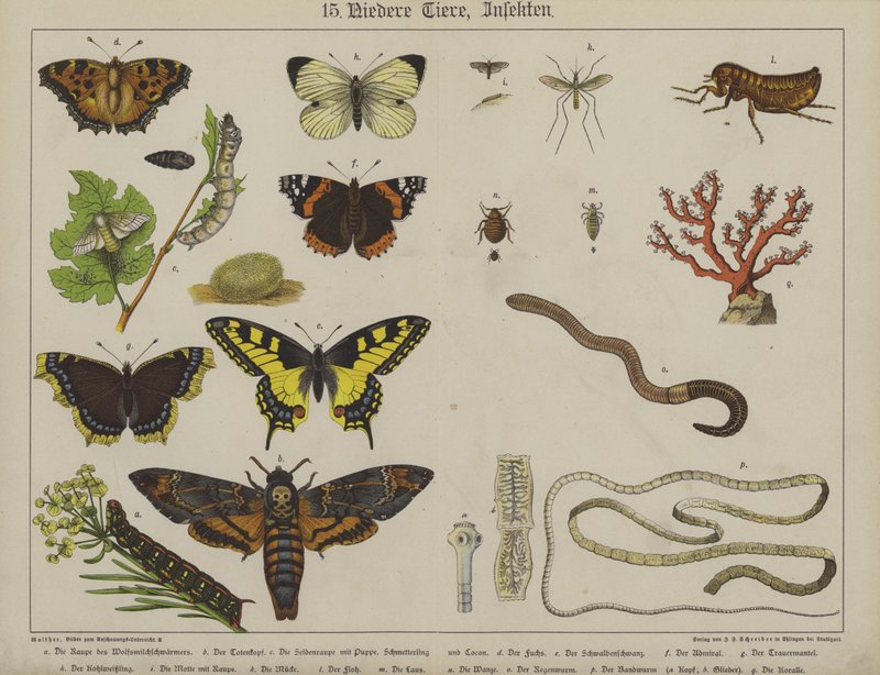 Animais (cor litho) de German School