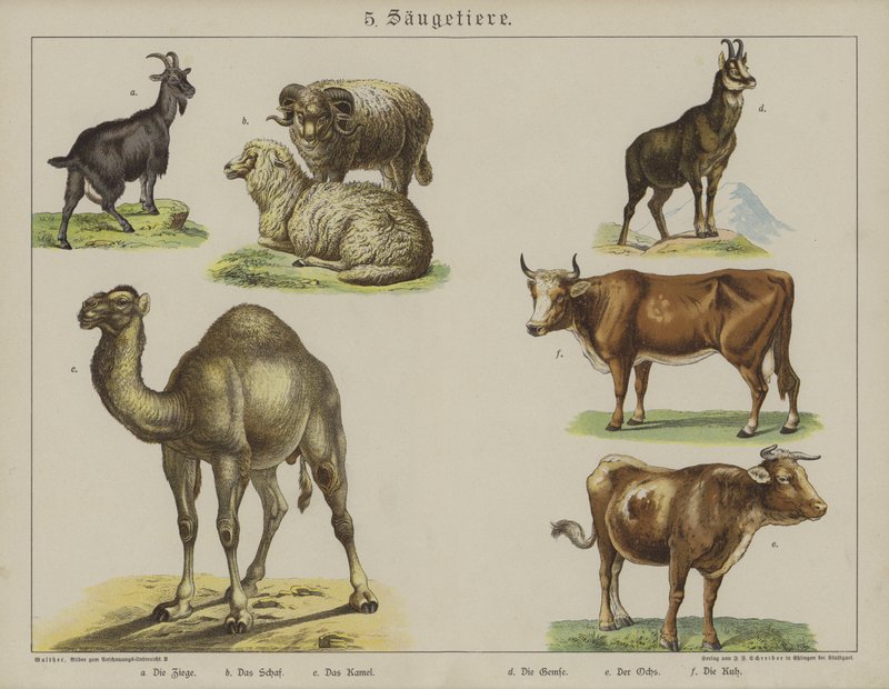 Animais (cor litho) de German School