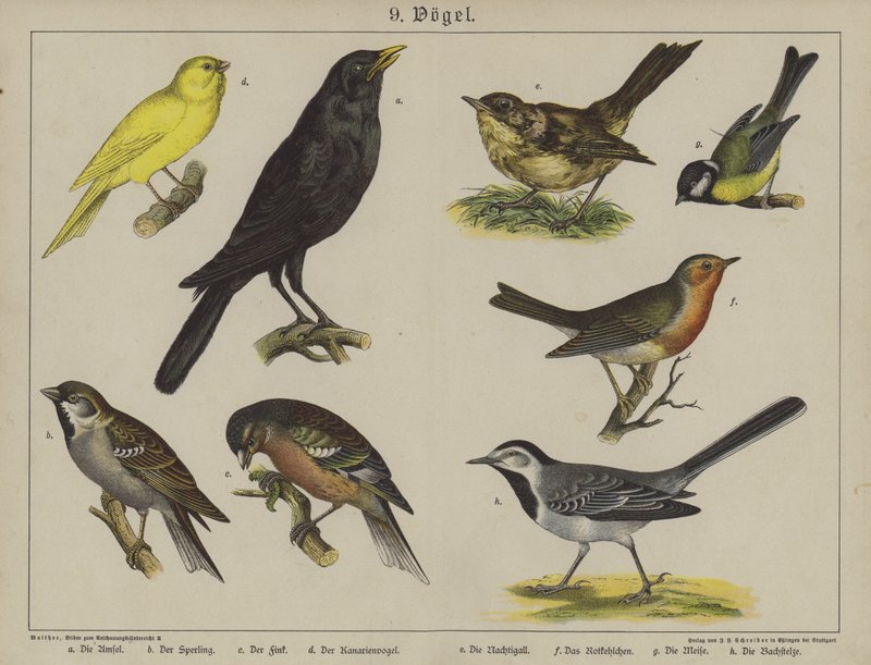 Animais (cor litho) de German School