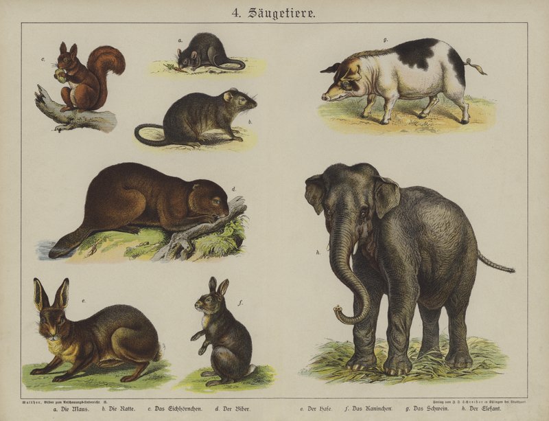 Animais (cor litho) de German School