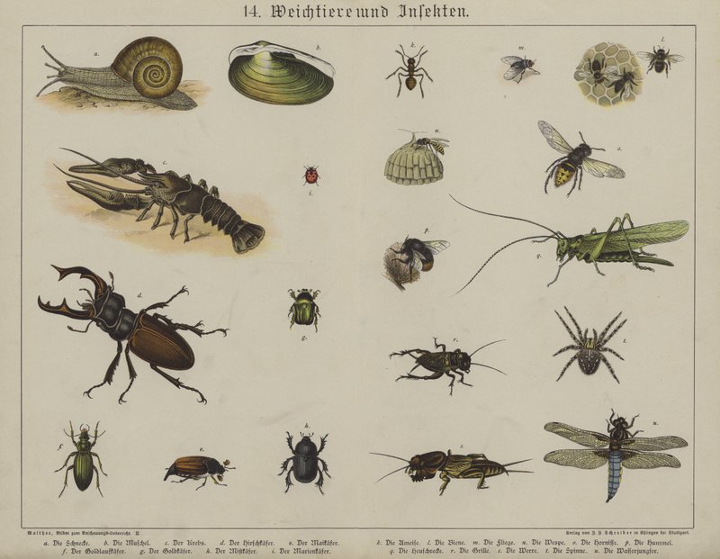 Animais (cor litho) de German School