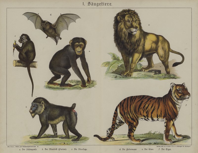 Animais (cor litho) de German School