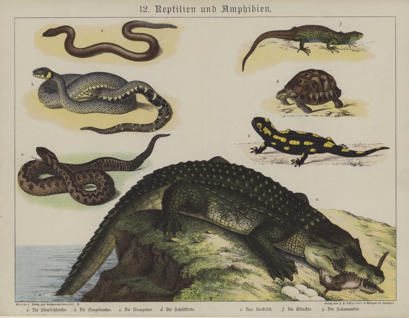 Animais (cor litho) de German School