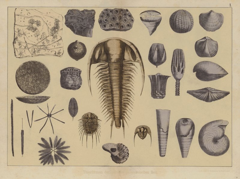 Animais do início da Era Paleozóica (cor litho) de German School