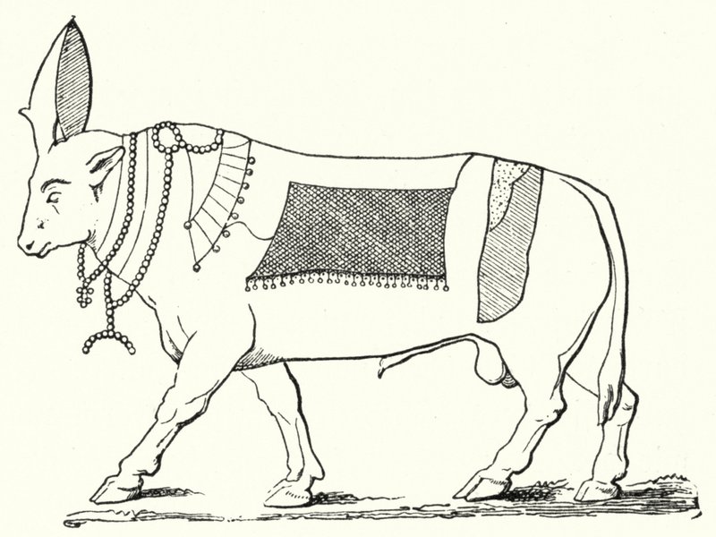 Apis, touro sagrado do Antigo Egipto (gravura) de German School