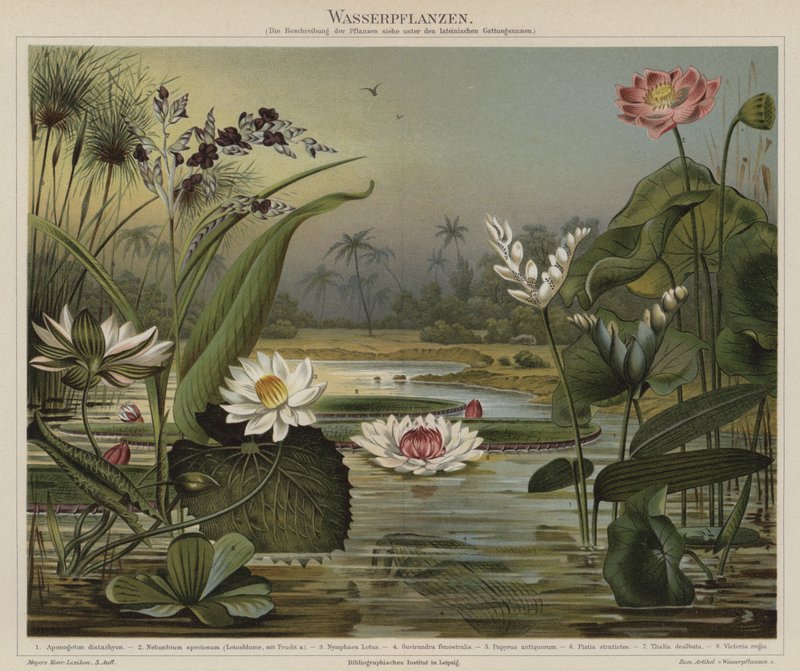 Plantas aquáticas de German School