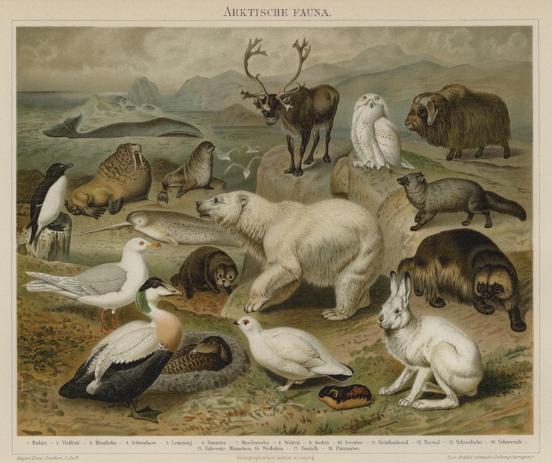 Fauna do ártico de German School