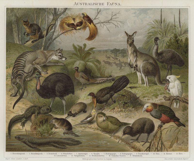 Fauna Australasian de German School