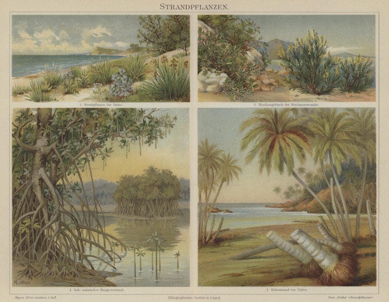 Plantas de praia de German School